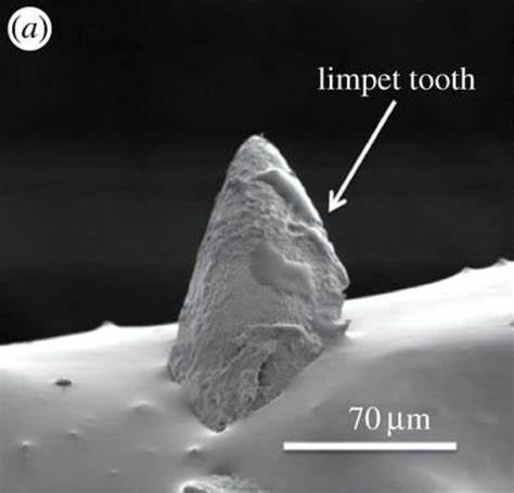 Sea snail teeth top Kevlar, titanium as strongest material