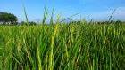 Landmark evolution study finds rice inherits cold tolerance without DNA changes