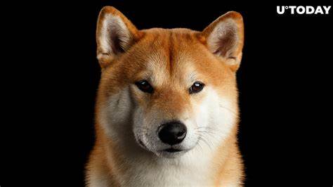 Shiba Inu (SHIB) gewinnt die Notierung an einer anderen globalen Krypto-Börse – Times Tabloid
