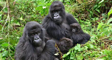 Gorilla study reveals complex pros and cons of friendship