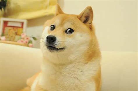 Very sad, much love: Shiba inu of ‘Doge’ meme fame and face of $31b cryptocurrency dies - The Straits Times