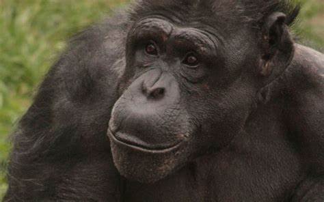 Chimpanzee drumming shares the building blocks of human musicality