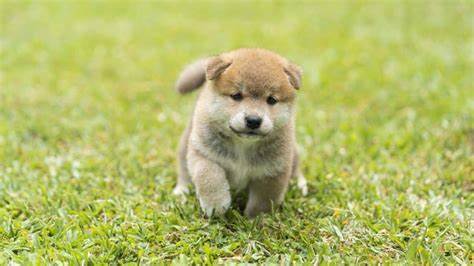 Shiba Inu: The Price It Must Hit to Make $100 Worth $1 Million