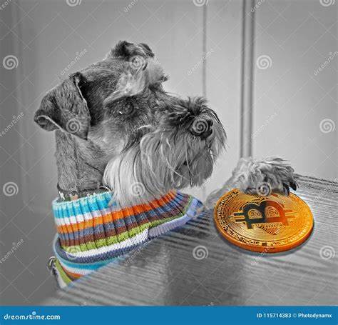 DOGS Crypto Trades $4M As Bitcoin Dogs Eyes Listing Day Pump - Cryptopolitan