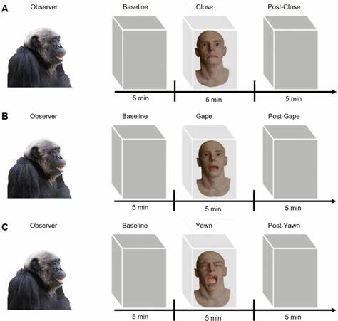 Chimpanzees yawn when observing an Android yawn