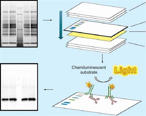 Western Blotting Must Die