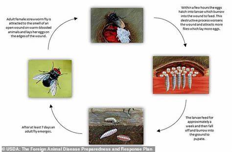 The 'Man-Eater' Screwworm Is Coming