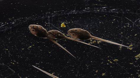 Cyborg Tadpoles with Neural Implants