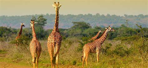 Best Attractions During Rwanda Game Drive in Akagera