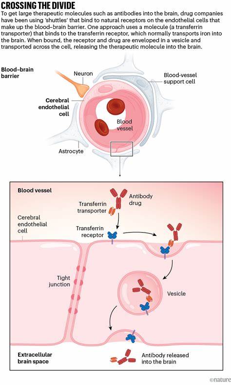 Brain drugs can now cross the once impenetrable blood–brain barrier
