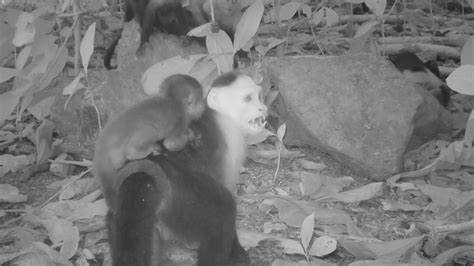 Capuchin monkeys develop 'fad' of abducting baby howlers, cameras reveal