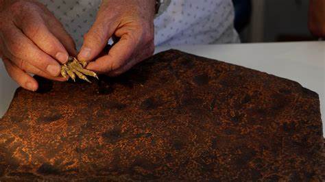 Reptiles evolved earlier than we thought, discovered claw-mark fossils suggest