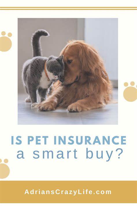 Pet insurance that pays the vet directly: How does it work?