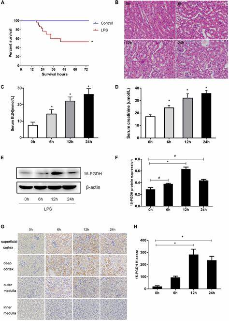 Inhibiting 15-PGDH blocks BBB deterioration and protects mice from Alzheimer's