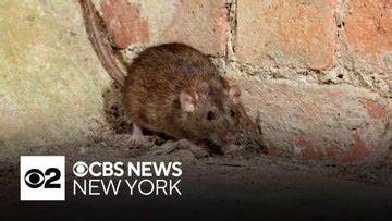 Rodent birth control rolls out in NYC