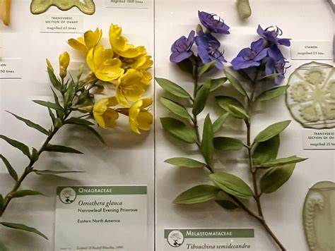 Harvard’s World-Famous Glass Flowers: Fragile Beauties (2024)