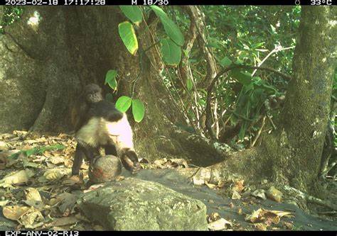 Video suggests capuchin monkeys 'kidnap' baby howler monkeys, scientists say