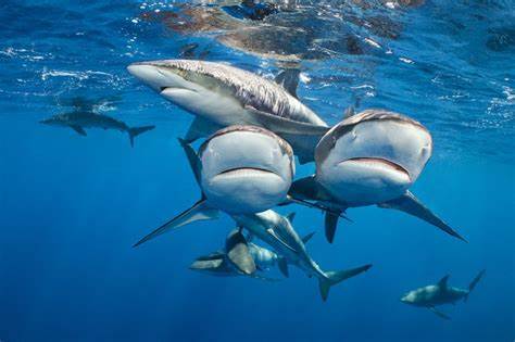 We should protect the high seas from all extraction, forever