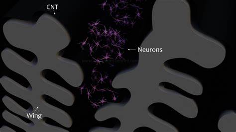 A butterfly's wings are the perfect mold to grow neurons on