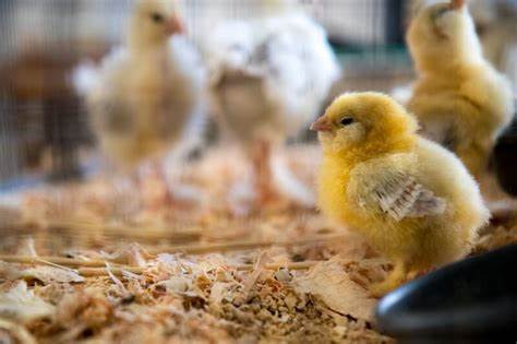 Chicken Sexing and Perceptual Learning as a Path to Expertise