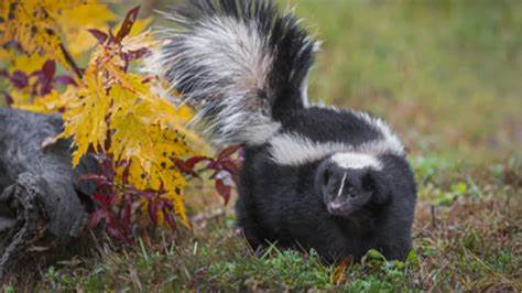 The Art of Managing Skunks