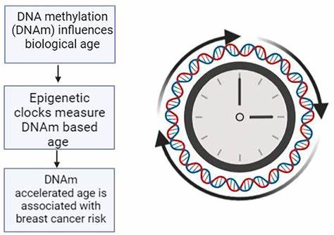 DNA methylation age from peripheral blood predicts Alzheimer's progression