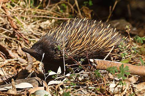Echidna mothers change their pouch microbiome to protect tiny puggles