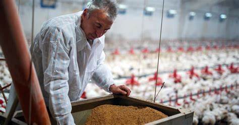 Rising feed costs and falling poultry prices hit Astral Foods’ first-half earnings