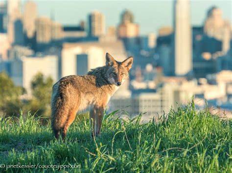 The Coyotes of San Francisco