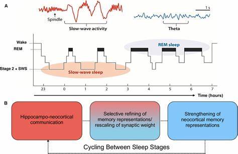 Parallel processing of past and future memories during sleep
