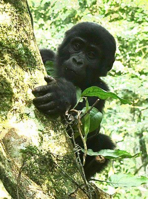 How to Book Gorilla Permits in Uganda and Rwanda for 2024 to 2026