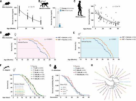 Taurine Deficiency as a Driver of Aging