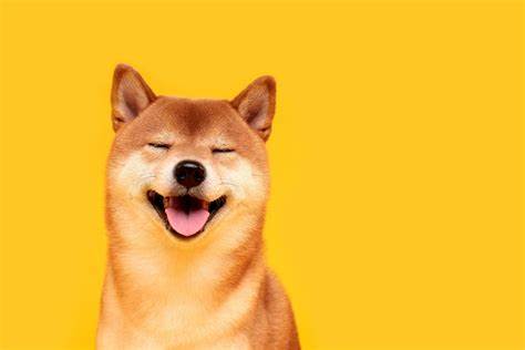 Shiba Inu Coin kaufen – Tipps und Tricks zum SHIB-Handel