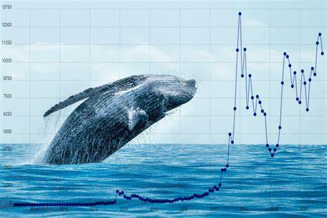 Crypto Whales Taking Advantage Of Dips In These Altcoins Ready For Bull Run - Crypto News Flash