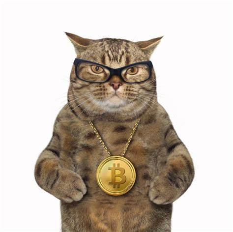 The only good thing to come out of Bitcoin is this stock-art cat - Mashable