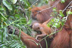 Not all orangutan mothers raise their infants the same way