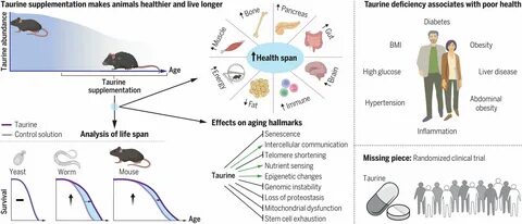 Taurine and Aging: Is There Anything to It?