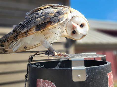 Poo-Poo Project Saves Wyoming Owls, Other Birds Horrible Public Toilet Deaths
