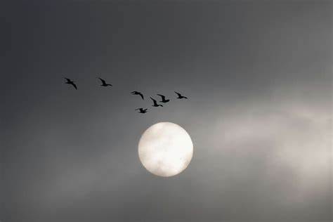 For Centuries, People Thought Birds Flew to the Moon During Winter