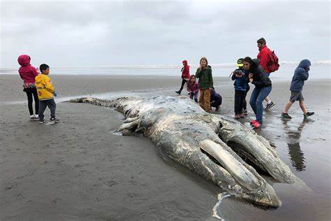 Whales Run Aground by the Sun