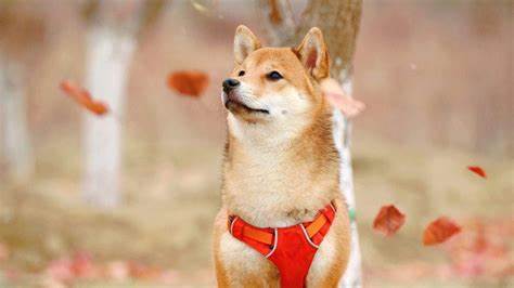 Shiba Inu-Preisprognose – Forbes Advisor Australia – Forbes
