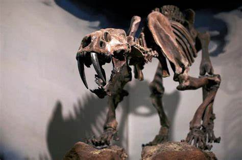 Fossils show puzzling lack of evolution during last Ice Age peak