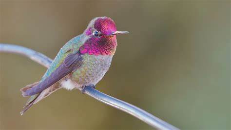 Supplemental Feeding as a Driver of Morphological Change in Anna's Hummingbirds