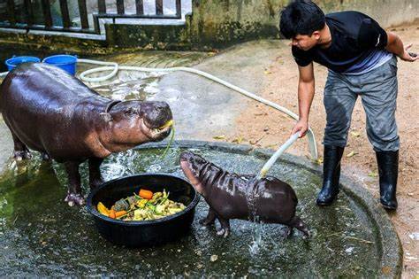 Moo Deng fever hits as viral baby pygmy hippo draws huge crowds to zoo