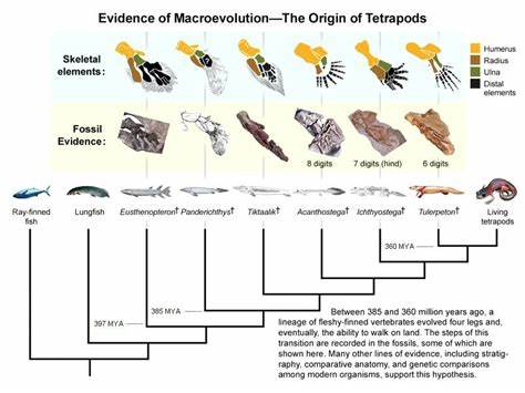 Earliest amniote tracks recalibrate the timeline of tetrapod evolution