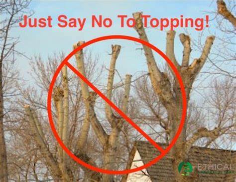 Why Topping Hurts Trees (2021) [pdf]
