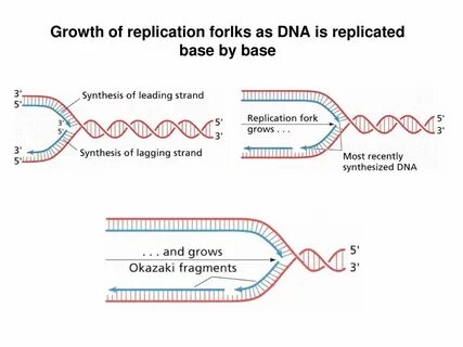 Replication is Recursion; or, Lambda: the Biological Imperative (2015) [pdf]