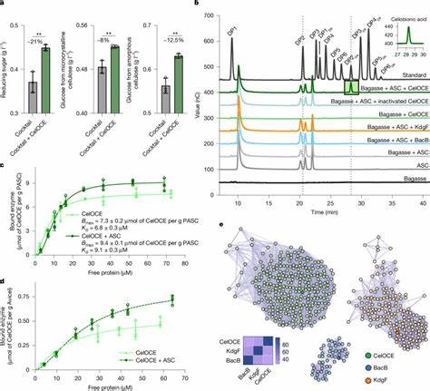 A metagenomic 'dark matter' enzyme catalyses oxidative cellulose conversion