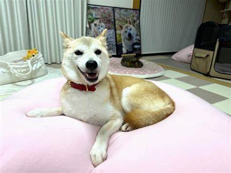 NEIRO Memecoins Surge in Popularity as Doge’s Owner Adopts New Pet - Bankless Times